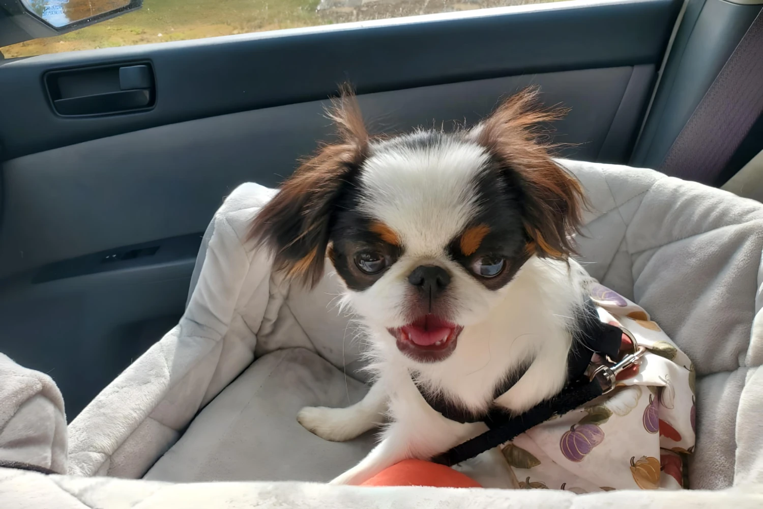 Mazda6 Dog Carrier Car Seat for Japanese Chin