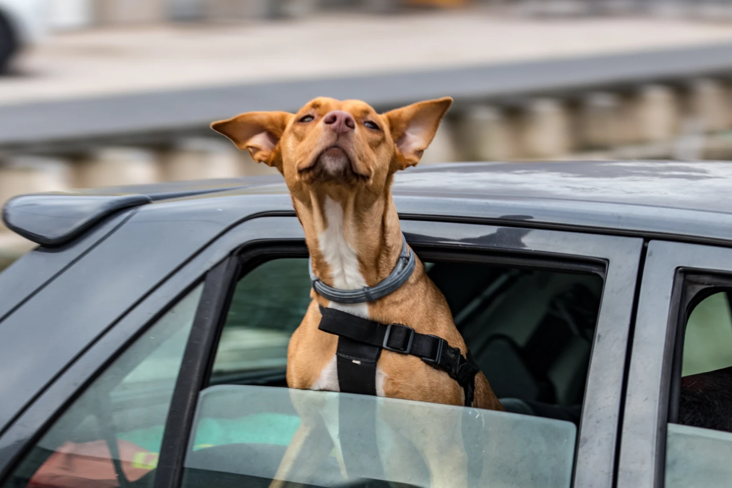 Toyota Prius Dog Carrier Car Seat for Miniature Pinscher